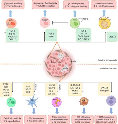 Cancer-associated mesenchymal stem/stromal cells: role in progression and potential targets for therapeutic approaches